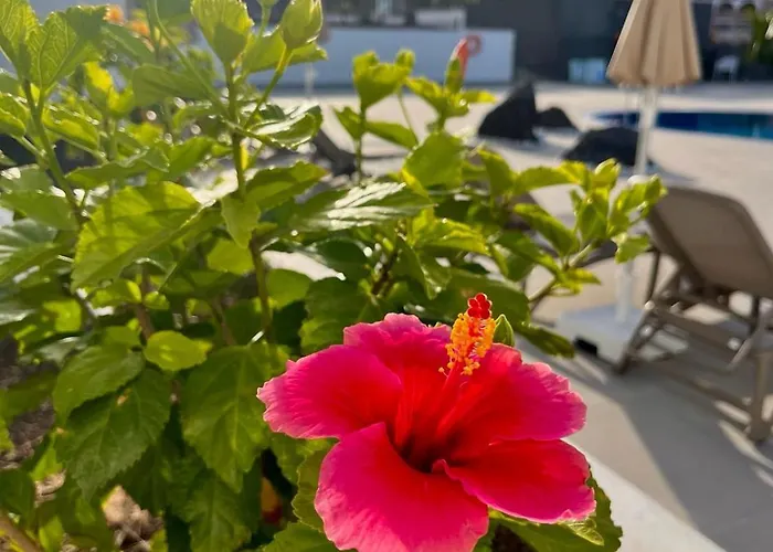 Lägenhetshotell Costa Adeje Garden 3*