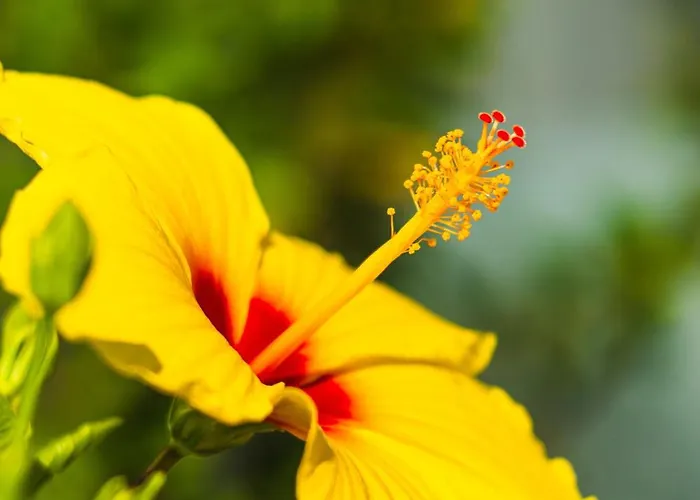 Costa Adeje Garden 3* Playa de las Americas (Tenerife)