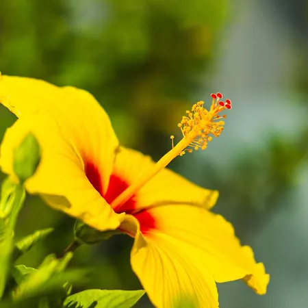 Costa Adeje Garden 3* Playa de las Americas (Tenerife)